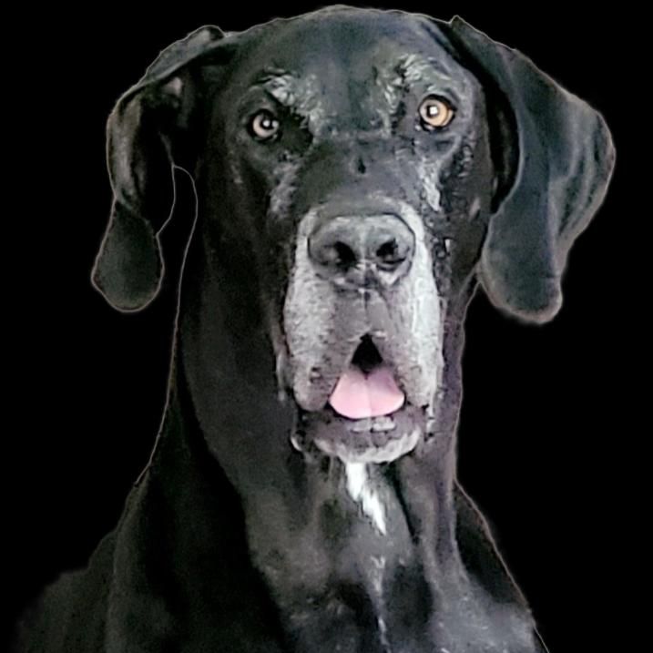 Benny the Dog behind the Idea!
